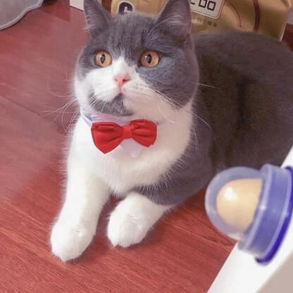 LOLICAT_GALLERY_IMG2