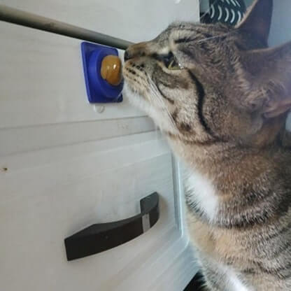 LOLICAT_GALLERY_IMG3