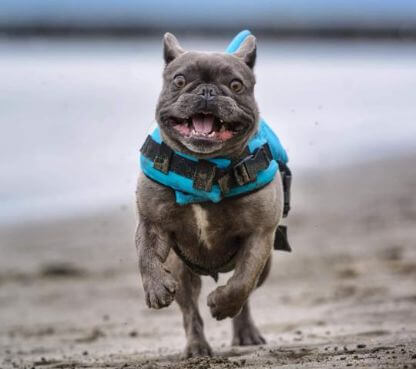 Shark_Life_Vest_Gallery_Img18