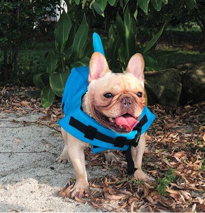 Shark_Life_Vest_Gallery_Img21