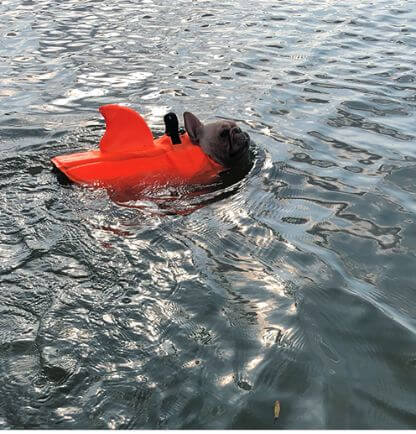 Shark_Life_Vest_Gallery_Img27