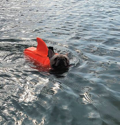 Shark_Life_Vest_Gallery_Img28