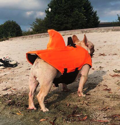 Shark_Life_Vest_Gallery_Img29