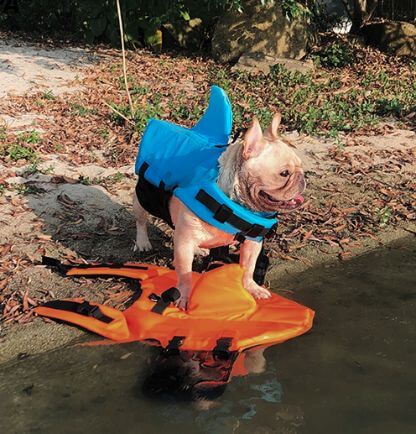 Shark_Life_Vest_Gallery_Img6