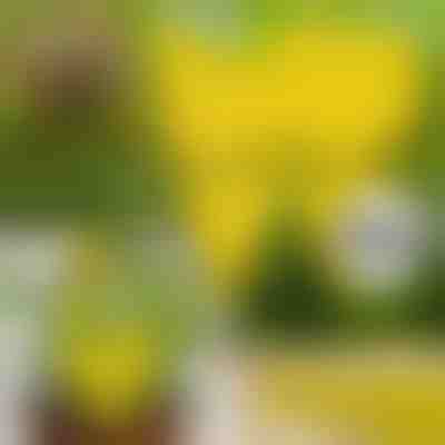 Ragadós légycsapda (10 darab) | BUGILURE