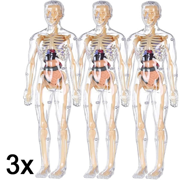 3x 3D emberi test anatómia tanulási modell | FLESHTOPIA